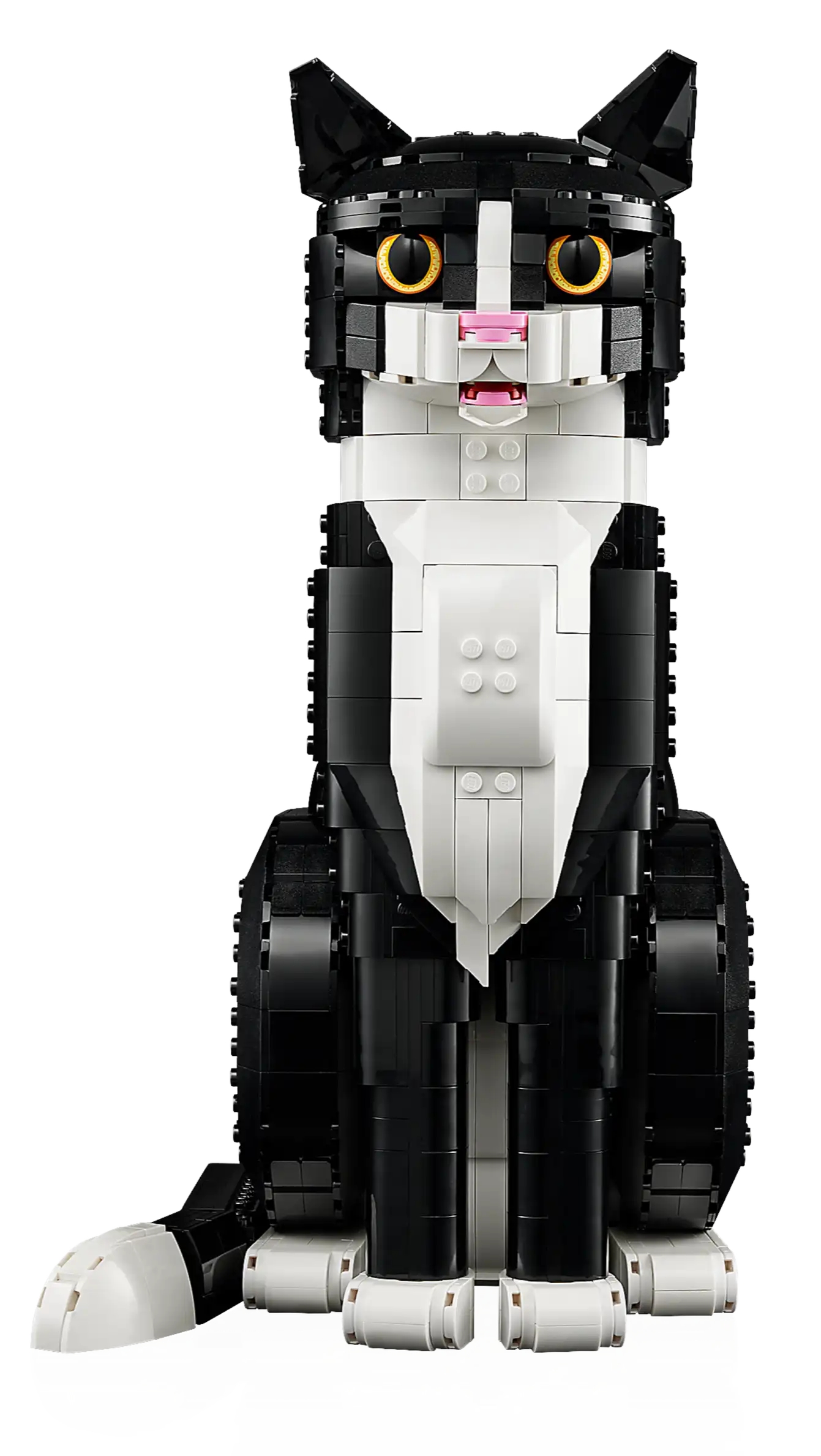 Tuxedo Cat