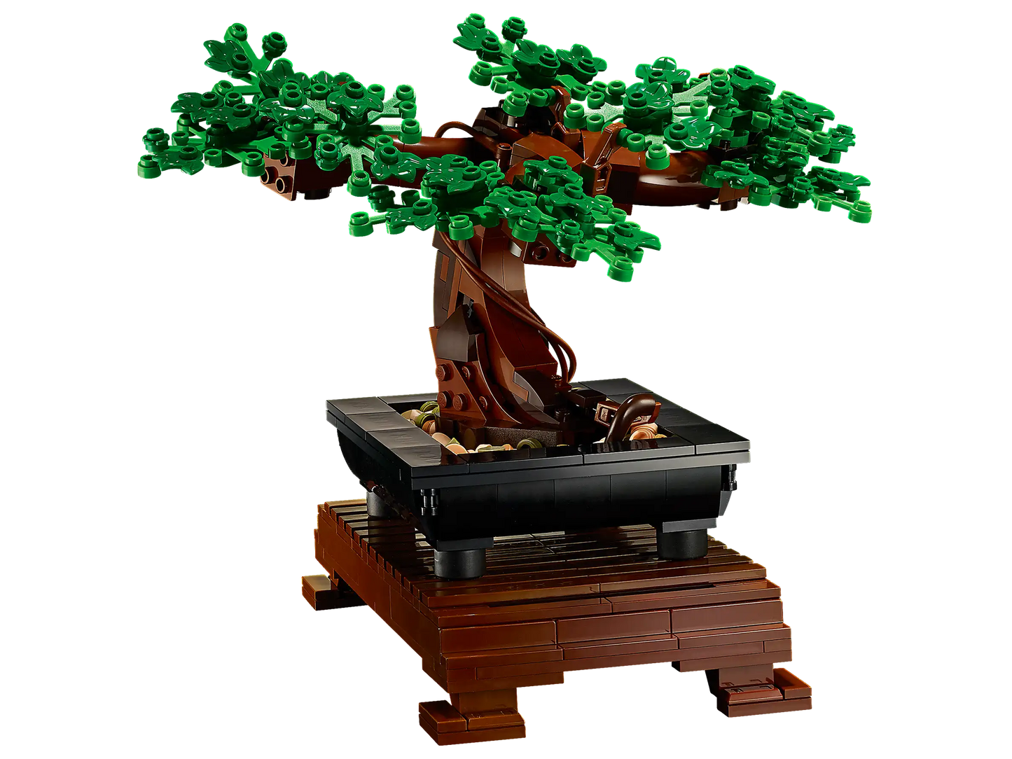 Bonsai Tree