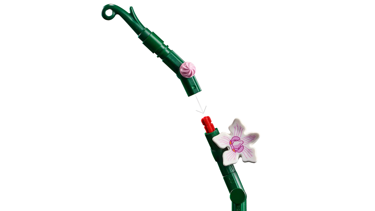 Orchid