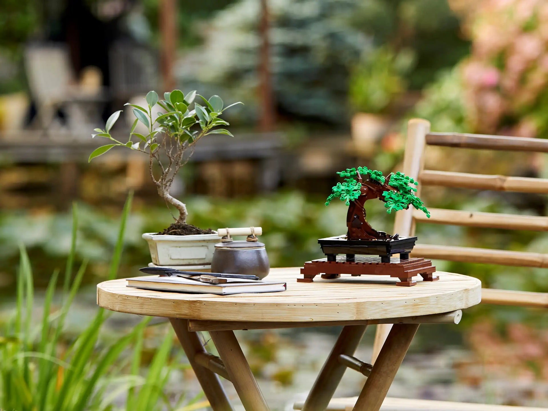 Bonsai Tree – Hobbies