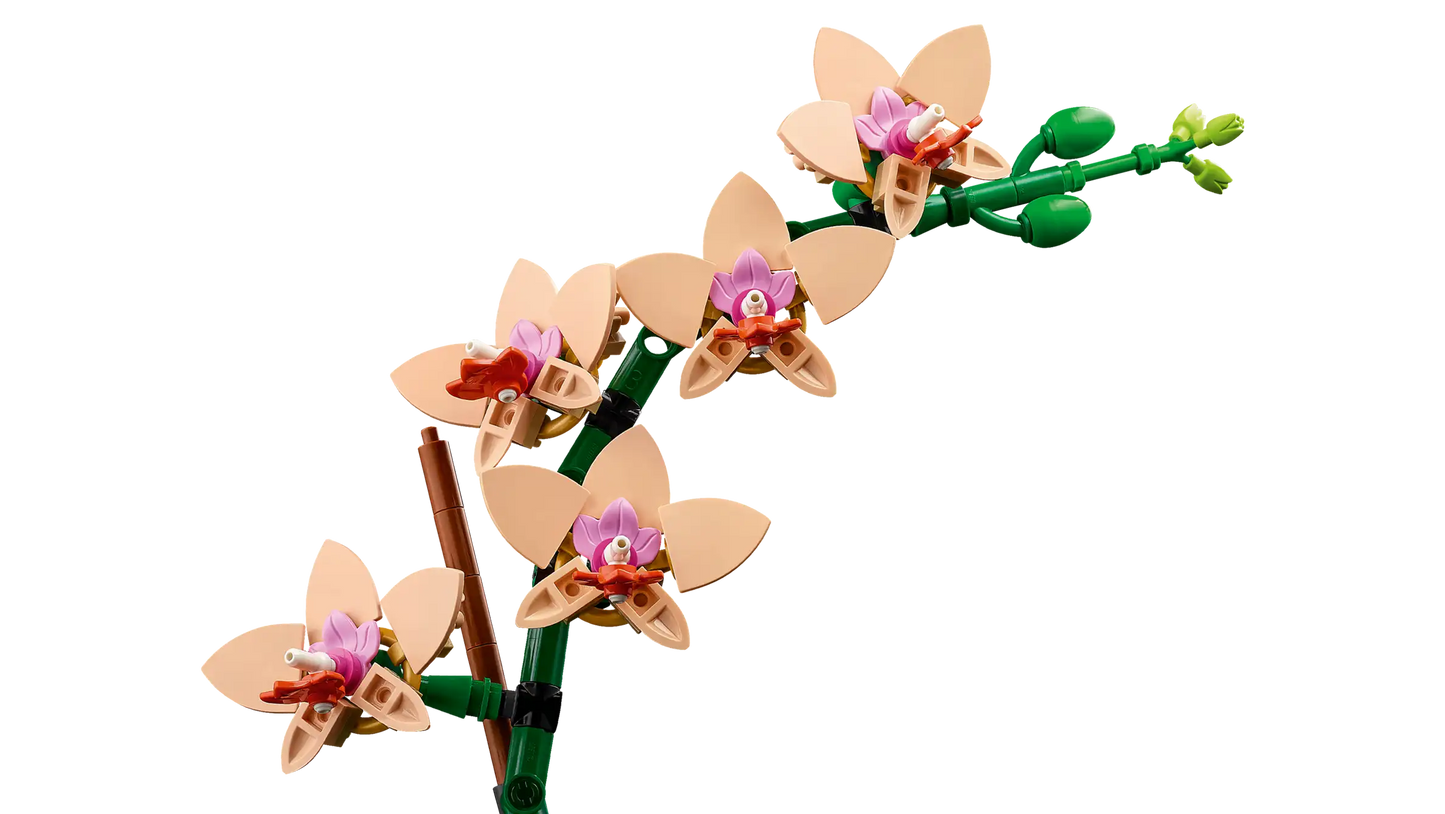 Mini Orchid