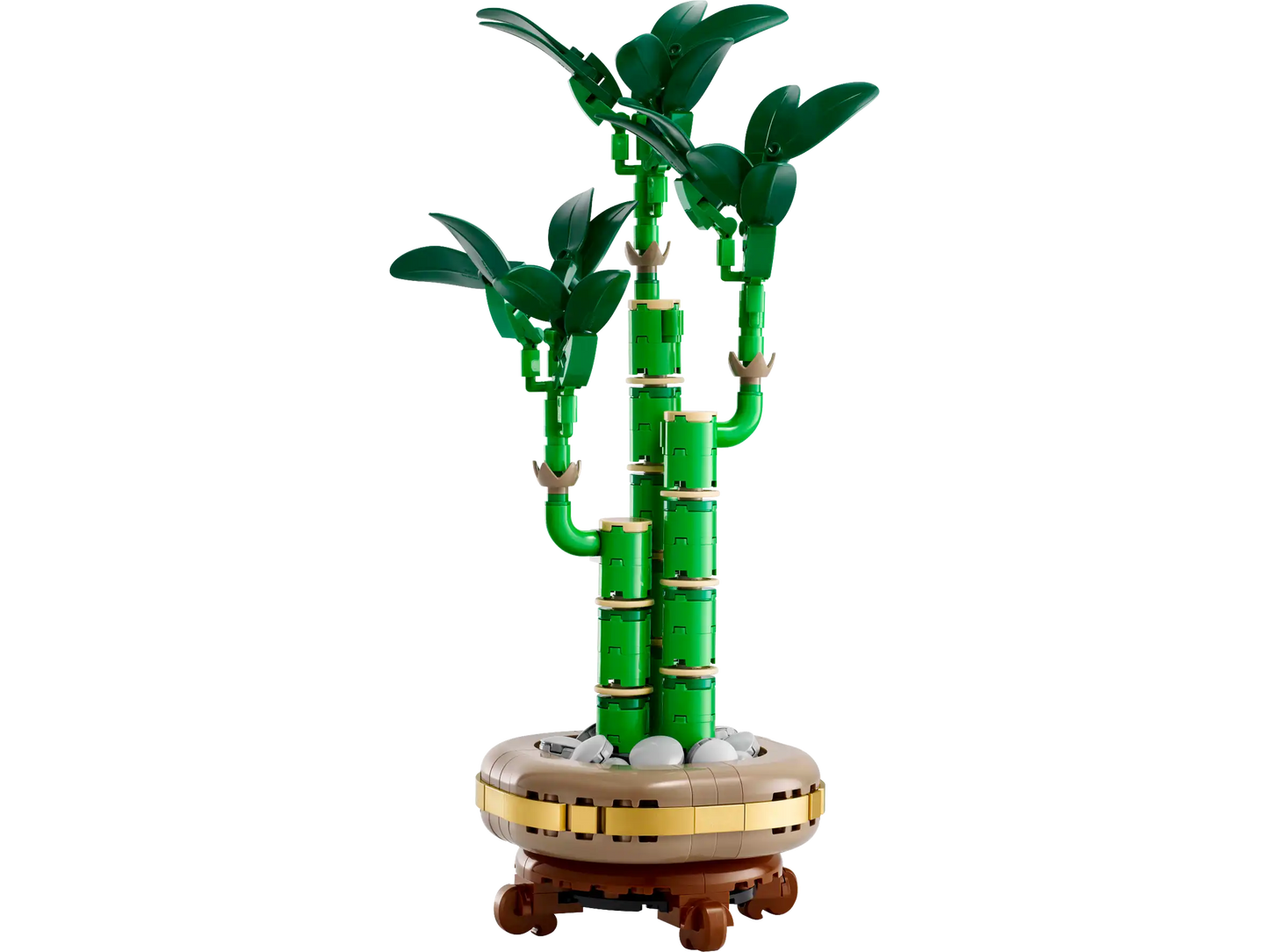 Lucky Bamboo