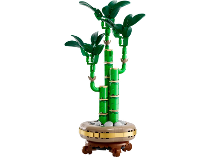 Lucky Bamboo