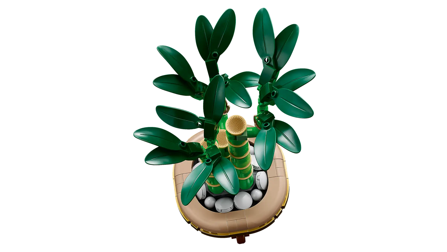 Lucky Bamboo