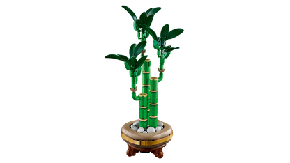 Lucky Bamboo