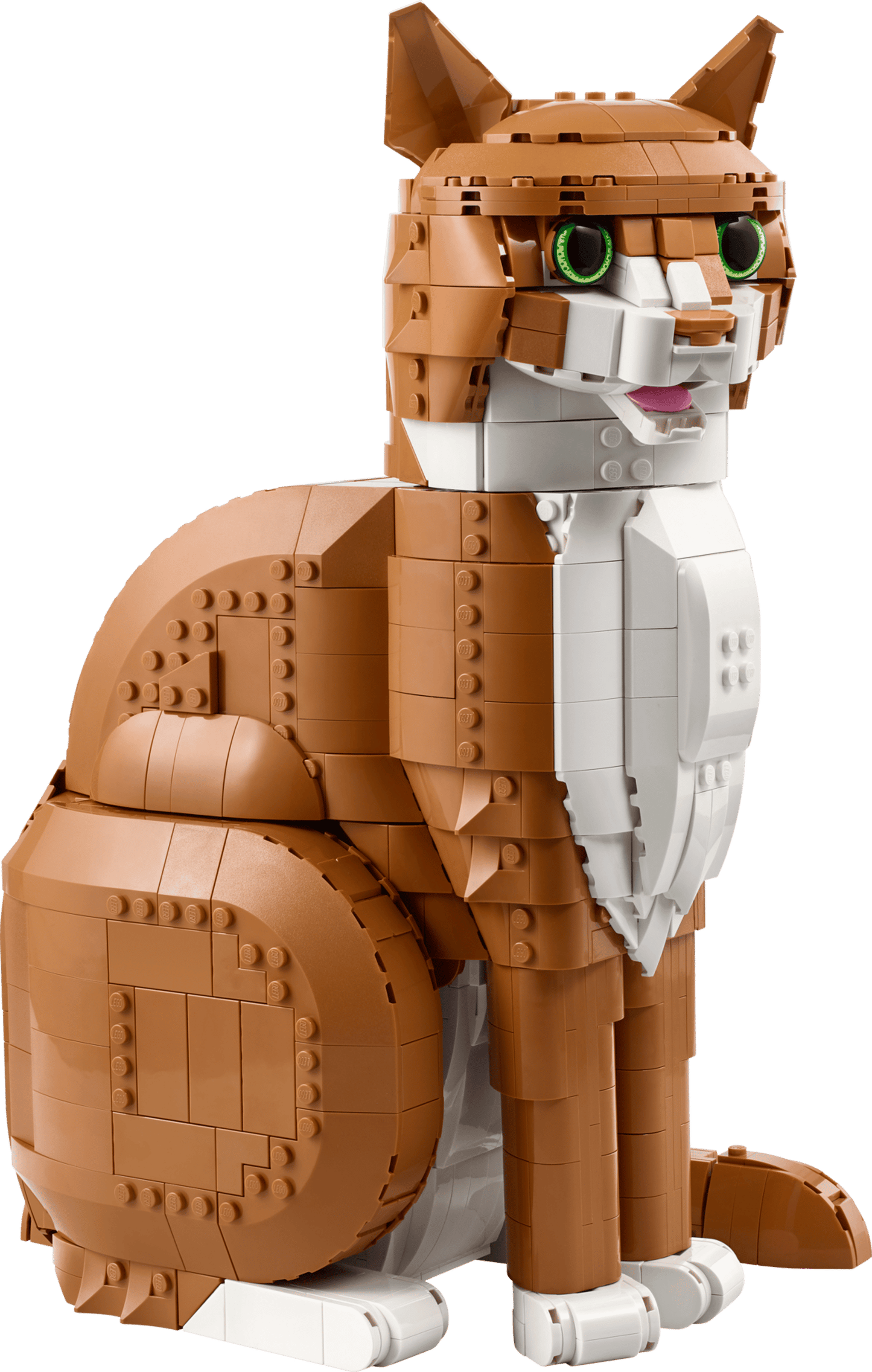 Orange Cat