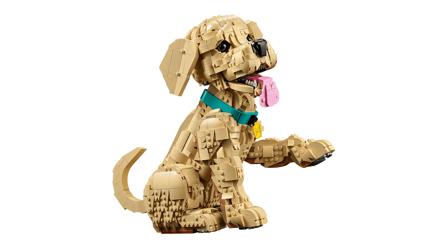 Golden Retriever Puppy