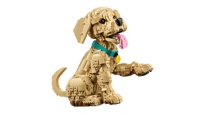 Golden Retriever Puppy