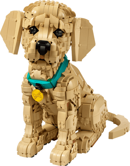Golden Retriever Puppy