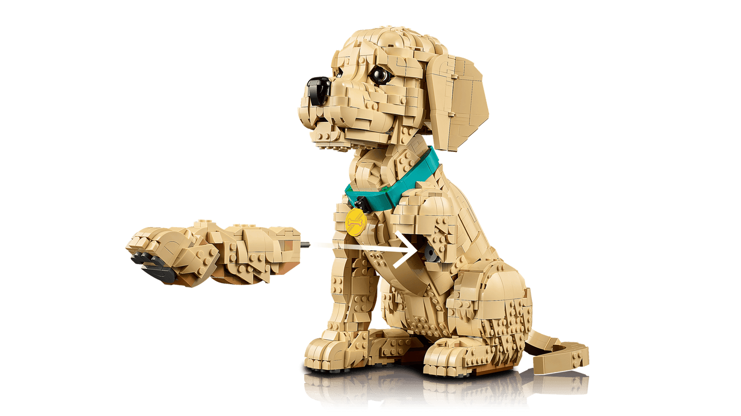 Golden Retriever Puppy