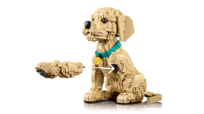 Golden Retriever Puppy