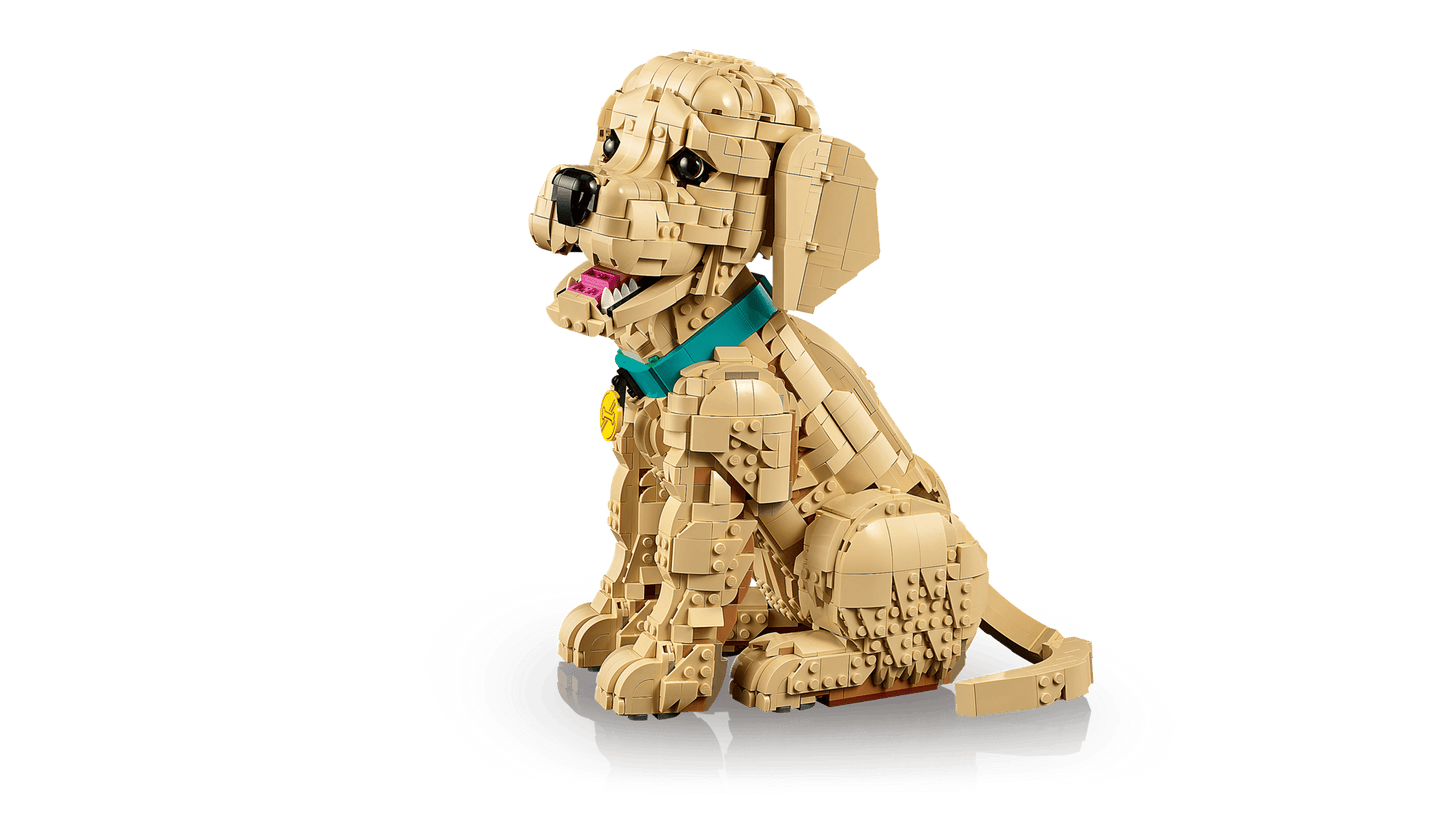 Golden Retriever Puppy