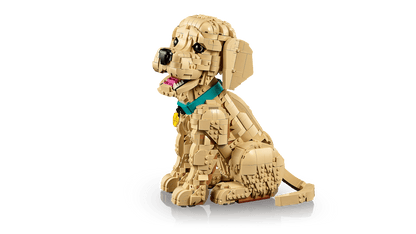 Golden Retriever Puppy