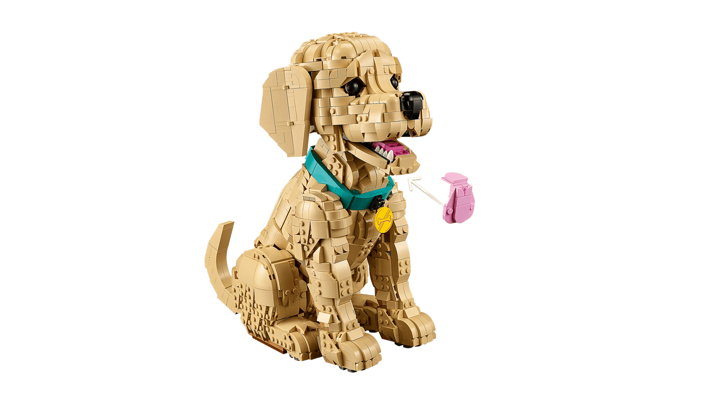 Golden Retriever Puppy