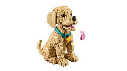 Golden Retriever Puppy